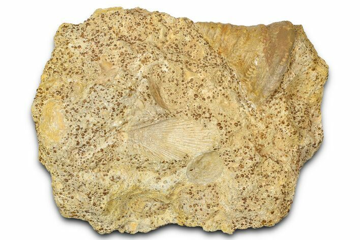 Jurassic Sea Snail (Pyrgotrochus) Fossil - Évrecy, France #367900